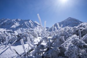 雪の珊瑚